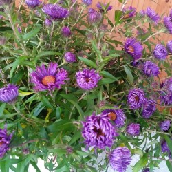 aster-Constance-1-nov2744b1b08de78c5f