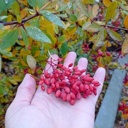 IMG_20251021_1134443aa7920e41fe15bf