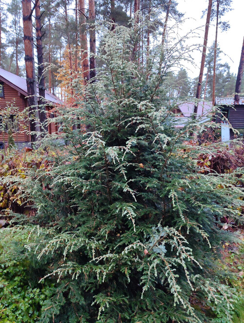 Tsuga_canadensis_Gentsch_White_25_01c0775f37f64c8ed8.jpg