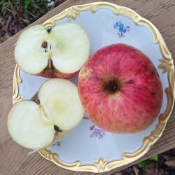 winter-apple-3-novc32204acbf9cc58d