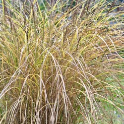 IMG_09165d5475ef35c392b9