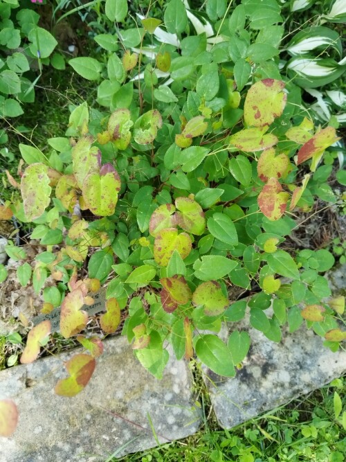 sunshowers 25 6 27 (2)