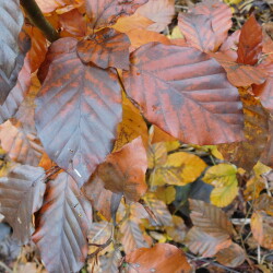 DSCN282825175f67e55d2f57