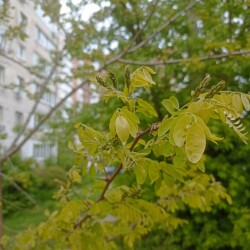 IMG_20250512_191504e866e36e4c5cd496