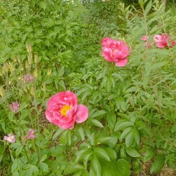 IMG_20250603_161728ae2c702796e05a67