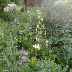 IMG_20250615_200822977e899df4ef172f