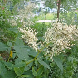 IMG_20250705_1120590202f3008a01deda