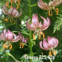 IMG_20251214_202305aadb2e4f4ddbed67