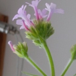 verb-28-dec3374c33bbdb3249c