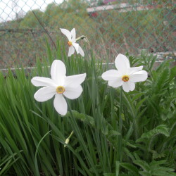 IMGP2888f372fdde134375ce