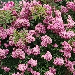 IMG_20250627_172314--KOPIY6d7fd90d9c234c1f