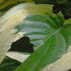 IMG_20250816_182023c175d8de0ba6bb01