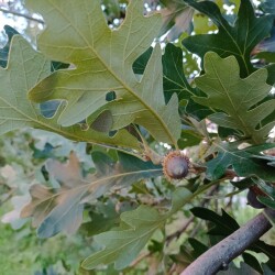 IMG_20250827_192257e0d347020ccc81e5