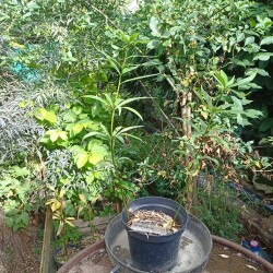 IMG_20250905_152707cb5bb5176534d9b0