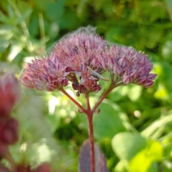 IMG_20250913_164353b017f642774c7a84