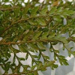 MNOGORYDIMG_20250201_1652111377fb4347c17f6d