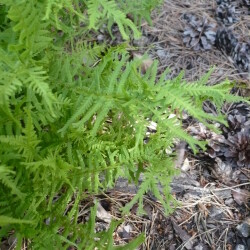 USPP1340282379f5152f5a314d7