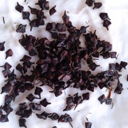 Clem-new-17-jand29419614f4ec0e9