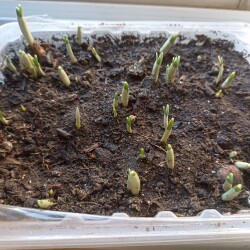 IMG_20250309_101013844e89daac4c43e5