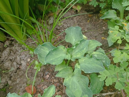 IMG_20250606_090158 Hanjas Crazy Mouse