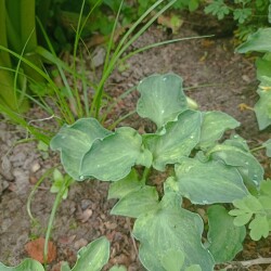 IMG_20250606_09015830b50465f837f54f