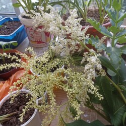 IMG_20250610_2038596f72b48e329e8ea1