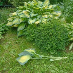 IMG_20250612_133126adedc4b49104c171