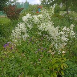 IMG_20250617_1301114d83e23d0104a49b