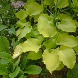 IMG_20250531_08430302b8eb7062f8d552