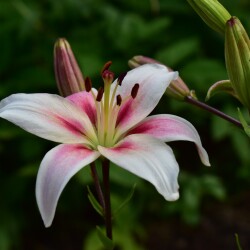 8E9oRviNv_-Jn5Xa70646hXJuiTJFb1jjUdxxs1ih4-lQAs3FGLSFwYEJC-Xrs5md5I0Y_tIPmsYV5KoBvWhn-0A51349138cc0088f0