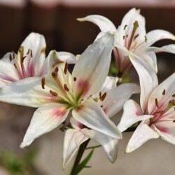 Lygs6E_NKd3HBvVkW9Vdb0PgMobHqE-INQkNTmIxGSbrSfyIOhH1OAtA430buceoxuBTBOOUE2PMiGJbsxysa3uk09444c844ba684d3