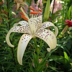 53074559165_433e1460e6_z33e7fad27f54dd9b