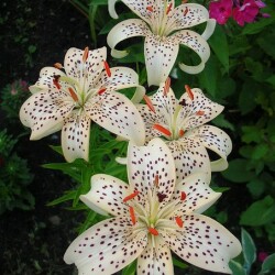 davp_ktfva8dec721f1900f270