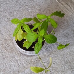 verb-30-Jan-2715784abe04f8403