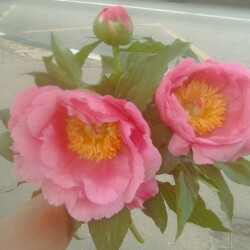 IMG_20250530_16432038102829a4b9fe48