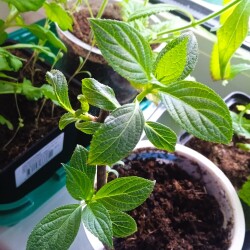 Polar-bear-7-feb576bdb4525288748