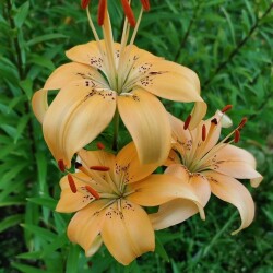 53845958000_1cc195da64_b2069374181815fbde