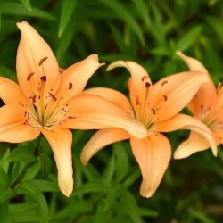 53873440185_6e15aaa358_b3f63bcb1e53ffc8a2