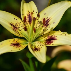 IfYUxkV7nSOvsrmZkjkb3jdLi2YU-rAYvAcpn8BWHWqWppBmi_2qFyDcdtjlB-3zWKLG35xaeBLoW4eyD7CtB4a1fe4da0c6b502c848