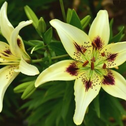 hqoZg9ARhoSi8hNdSi1qUe1Wooy05Kc7T_71F-zp2QFwM7AqUppya7UB8RZ-z5sIWWvAKnKKAefqQRhiIzdrKSnbb09c1afb27caf52f