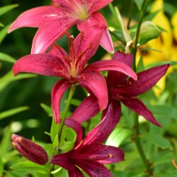 D50SQ78pCr9g7purdmajo9gsfI7FbUWsnGQssiqqgZDi2nFkW4edwXlId8DJoL81KS6UVZbBdjN1PEC_1FZ4f9cq4956657970e9e464