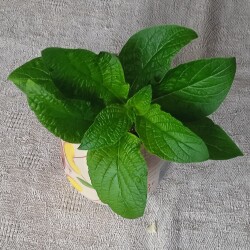 helio-14-feb4368e9e9f985c327