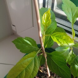 apple-decor-23-febdfa94200ddddb15f