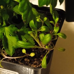 strictus-25-feb6e4c877143442f70