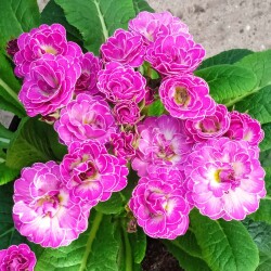 candy-frost-14-Mar-23387d0f86689d608