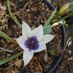 DSCN870985bf00ce2ec6bf92