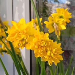 Tete-Boucle258916c4582f940c