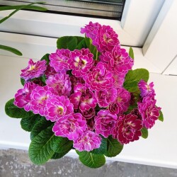 candy-frost-23-mar3fc3c9dd05a5c486