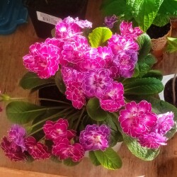 primula-31-mf13c872b29c1e5df