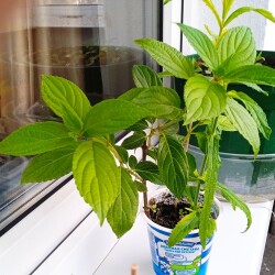 white-b-03-43b7a617d28f266d1